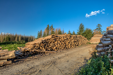 Image showing Piled logs of harvested wood in forest