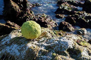 Image showing Adam's apple on the seashore.