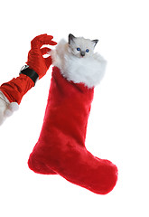 Image showing Christmas kitten