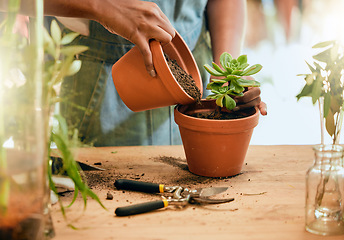 Image showing Pot plant, soil and woman hands gardening for sustainability, eco environment and garden or greenhouse. Person with succulent plants with leaf to grow, plant and care for during development process