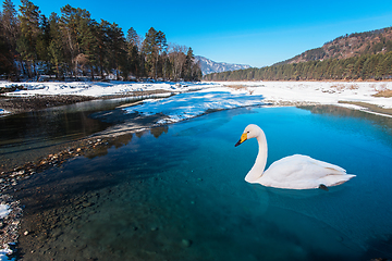 Image showing Swans swimming in the lake