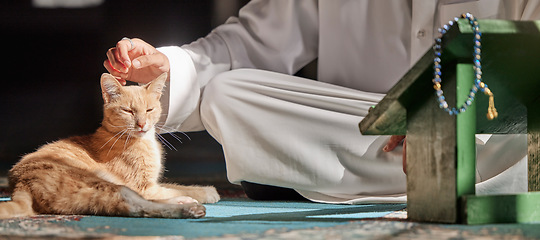 Image showing Muslim, cat or hands in prayer on carpet for peace, mindfulness or support from Allah in holy temple or mosque. Kitten, Islamic or spiritual person praying to worship God on Ramadan Kareem in Qatar