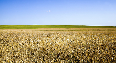 Image showing agricultural field with yellowed wheat