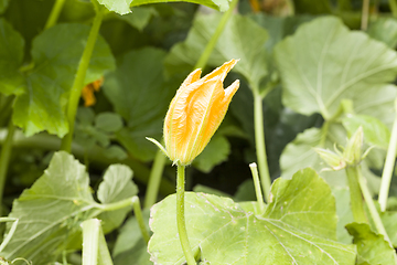 Image showing beautiful yellow flower