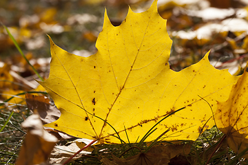 Image showing Sunny or cloudy autumn