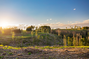 Image showing Piled logs of harvested wood in forest