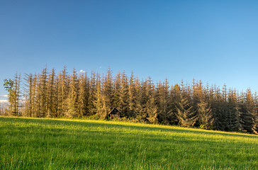 Image showing Landscape with tree after bark beetle attack