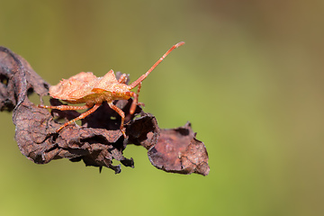 Image showing detail of bug in forest, Hemiptera Heteroptera