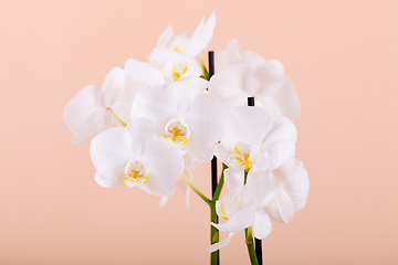 Image showing romantic flower white orchid