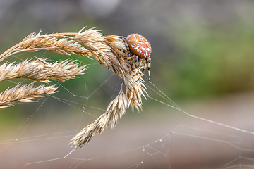 Image showing common cross spider sitting grass