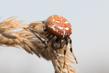 Image showing common cross spider sitting grass