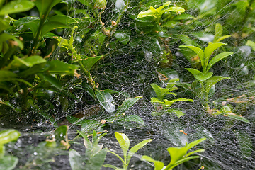 Image showing Spider web after rain in garden