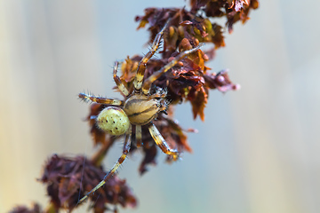 Image showing Cucumber green spider on grass in forest