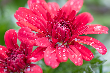 Image showing Closeup of red flowers of Chrysanthemum morifolium