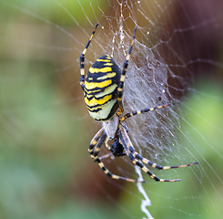 Image showing Argiope bruennichi (wasp spider) on web