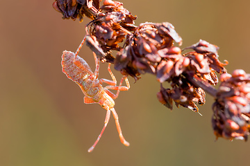 Image showing detail of bug in forest, Hemiptera Heteroptera