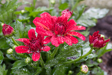 Image showing Closeup of red flowers of Chrysanthemum morifolium