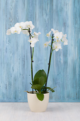 Image showing romantic flower white orchid