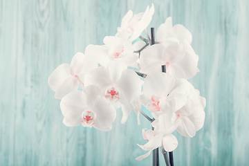 Image showing romantic flower white orchid