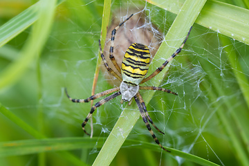 Image showing Argiope bruennichi (wasp spider) on web