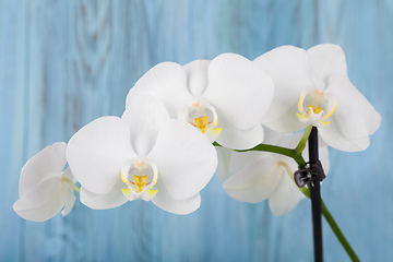 Image showing romantic flower white orchid