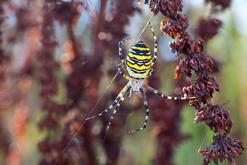 Image showing Argiope bruennichi (wasp spider) on web