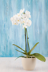 Image showing romantic flower white orchid