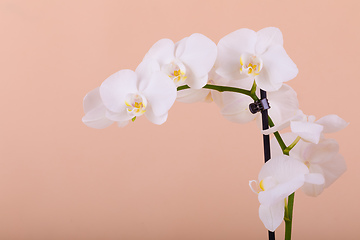 Image showing romantic flower white orchid