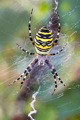 Image showing Argiope bruennichi (wasp spider) on web