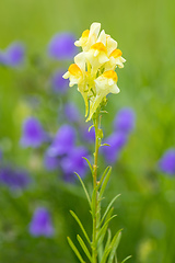 Image showing Linaria vulgaris - decorative pale yellow flower