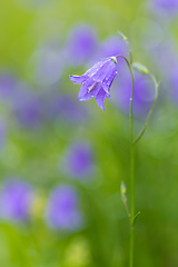 Image showing flower campanula patula, wild flowering plant