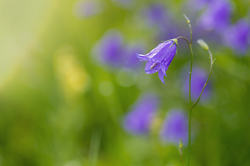 Image showing flower campanula patula, wild flowering plant