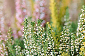 Image showing flowers field Calluna vulgaris