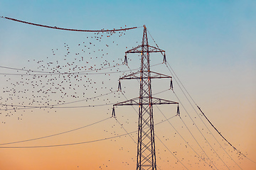 Image showing flock of starling birds in the evening sun