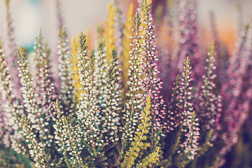 Image showing flowers field Calluna vulgaris