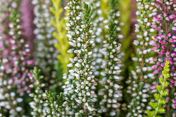 Image showing flowers field Calluna vulgaris