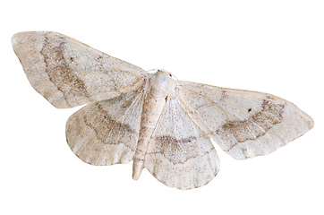 Image showing Riband Wave geometridae moth isolated