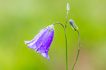 Image showing flower campanula patula, wild flowering plant