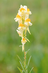Image showing Linaria vulgaris - decorative pale yellow flower
