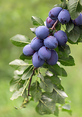 Image showing Tree Branch Full of ripe Plums