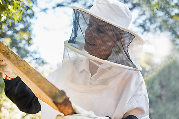 Image showing Beekeeping, frame and honeycomb inspection from a beekeeper, sustainable food or natural farming. Nature, sustainability and worker in the process of honey production for agriculture in a countryside