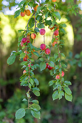 Image showing red plum mirabelle, Prunus domestica