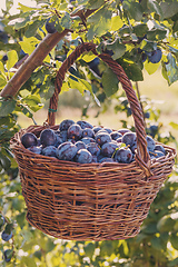 Image showing Freshly torn plums in the basket