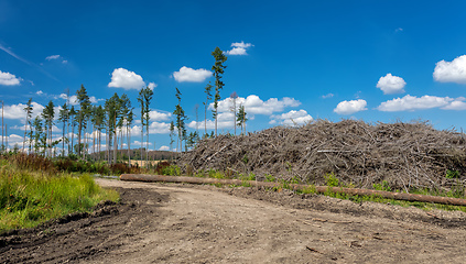 Image showing Pile of harvested wood in forest