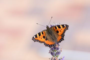 Image showing Small tortoiseshell butterfly on lavender