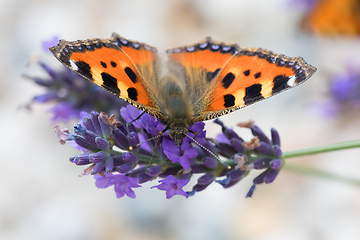 Image showing Small tortoiseshell butterfly on lavender