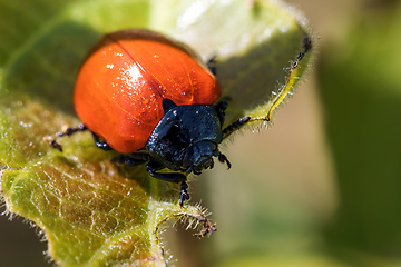 Image showing Beetle Chrysomela populi