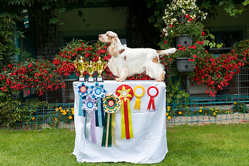 Image showing portrait of sitting english cocker spaniel