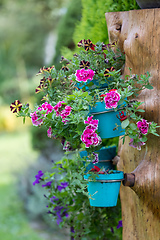 Image showing Close up colorful Dianthus flower in garden