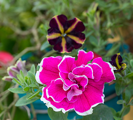 Image showing Close up colorful Dianthus flower in garden